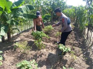 Polsek Krembung Beri Himbauan Rawat Tanaman P2B ke Petani Desa Binaan,Dukung Ketahanan Pangan 