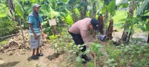 Bhabinkamtibmas Polsek Taman Dampingi Warga Kembangkan Kebun Terong untuk Ketahanan Pangan 