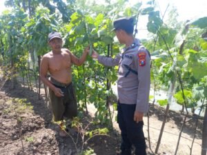 Polisi Dukung Ketahanan Pangan Desa Kedungsumur Krembung, Optimalkan Tanaman Labu   