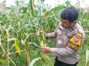 Polsek Krembung Ajak Petani Rawat Tanaman Jagung 
