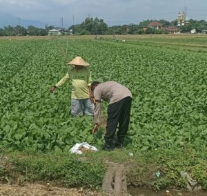 Bhabinkamtibmas Desa Grabagan Polsek Tulangan Cek Lahan Sayur untuk Ketahanan Pangan