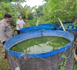 Bhabinkamtibmas Sidodadi Polsek Candi Dukung Ketahanan Pangan Lewat Budidaya Ikan Lele