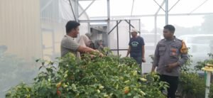 Bhabinkamtibmas Desa Sarirogo Ajak Petani Rawat Tanaman Lombok Secara Berkala, Dukung Ketahanan Pangan 