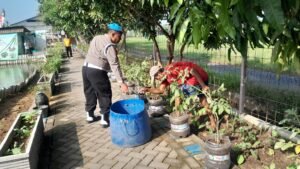 Bhabinkamtibmas Desa Ponokawan Rawat Tanaman Terong, Dukung Ketahanan Pangan dan Kebersihan Lingkungan