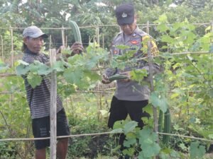 Polsek Taman Kembangkan Tanaman Hortikultura Dorong Ketahanan Pangan 