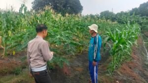 Bhabinkamtibmas Desa Cemengkalang Cek Tanaman Pepaya dan Jagung Dukung ketahanan Pangan.