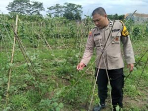 Bhabinkamtibmas Desa.Waung Tinjau Petani Kacang Panjang Dukung Ketahanan Pangan 