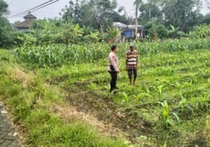 Bhabinkamtibmas Desa Gamping Bersama Warga Rawat Lahan Jagung Dukung Ketahanan Pangan Nasional