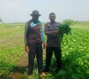 Polsek Krembung Bantu Petani Panen Sayur Sawi Wujud Dukung Ketahanan Pangan 