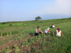 Kanit Binmas Polsek Krembung dan Petani Panen Bawang Bersama Dukung Ketahanan Pangan 