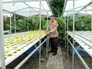 Polsek Sidoarjo Kota Dukung Ketahanan Pangan Lewat Budidaya Tanaman Selada
