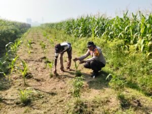 Dukung Ketahanan Pangan, Bhabinkamtibmas Polsek Balongbendo Dampingi Perawatan Tanaman Jagung 