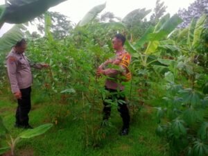 Kanit Binmas Polsek Krembung Tinjau Tanaman Singkong di Desa Kandangan.