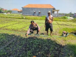 Bhabin Desa Wonoplintahan Cek Kondisi Tanaman Kangkung Dukung Ketahanan Pangan 