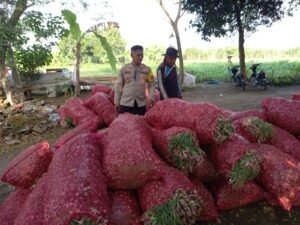 Polsek Krembung Cek Hasil Panen Bawang Merah , Dukung Ketahanan Pangan 