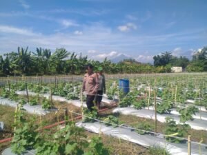 Polsek Prambon Dukung Ketahanan Pangan Nasional Lewat Budidaya Tanaman Buah Melon 