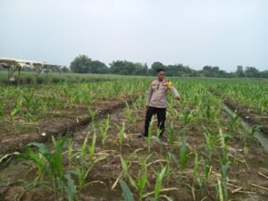 Polisi dan Petani Kompak Rawat Jagung Hibrida, Dukung Ketahanan Pangan di Desa Wonomlati