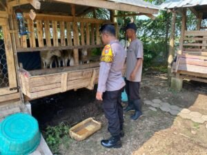 Anggota Polsek Tulangan Pantau Peternakan Kambing untuk Ketahanan Pangan Bergizi