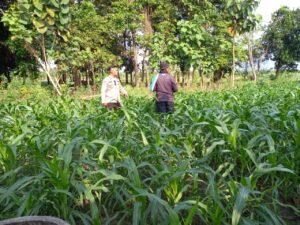 Polsek Krembung Ajak Terus Petani Jagung Rawat Tanaman Jagung, Dukung Ketahanan Pangan 