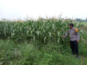 Polsek Krembung Dukung Ketahanan Pangan Lewat Pohon Jagung 