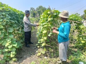 Polsek Porong Dukung Ketahanan Pangan Lewat Tanaman Pohon Gambas