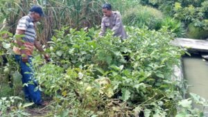 Polsek Prambon Dukung Ketahanan Pangan Lewat Tanaman Sayur Terong 