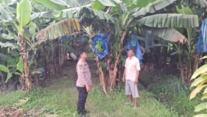 Polsek Prambon Dukung Ketahanan Pangan Lewat Budidaya Tanaman Pohon Pisang 