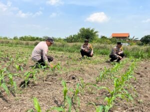 Rutinitas Polsek Krembung Cek dan Rawat Tanaman Jagung, Dukung Ketahanan Pangan 