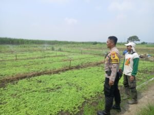 Rutinitas Polsek Krembung Cek dan Rawat Tanaman Bayam Dukung Ketahanan Pangan 
