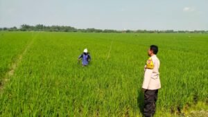 Warga Wonoayu Manfaatkan Lahan Kosong untuk Tanaman Padi, Dukung Ketahanan Pangan Nasional