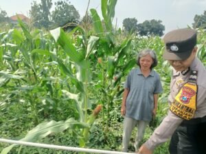 Polsek Taman Tinjau Perkembangan Lahan Jagung Program Ketahanan Pangan