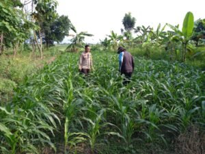 Dukung Ketahanan Pangan,Kanit Binmas bersama Poktan Rawat Tanaman Jagung 