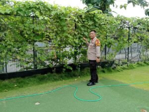Polsek Sidoarjo Kota Dukung Ketahanan Pangan Lewat Budidaya Tanaman Buah Anggur Hijau