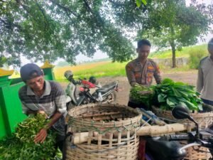 Dukung Ketahanan Pangan,Polsek Prambon Bantu Petani Panen Sayur Kangkung 