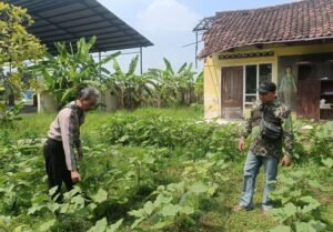 Polsek Prambon Dukung Ketahanan Pangan Lewat Budidaya Tanaman Lombok dan Sayur Terong 