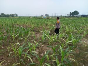 Bhabinkamtibmas Desa Wonomlati Cek Tanaman Jagung, Dukung Ketahanan Pangan 