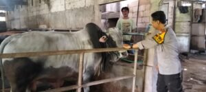 Bhabin Desa.Ploso Ajak Petani Hewani Rawat Sapi Yang Baik, Dukung Ketahanan Pangan 