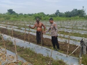 Kapolsek Tarik Turunkan Personel Bantu Petani, Dukung Ketahanan Pangan