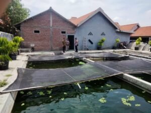 Bhabinkamtibmas Polsek Tulangan Tinjau Peternakan Lele untuk Dukung Ketahanan Pangan 