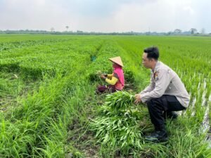 Polsek Prambon Rangkul Petani Sayur Kangkung, Dukung Ketahanan Pangan 