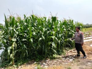 Polsek Prambon Bergulir Sambang Petani Jagung,Dukung Ketahanan Pangan 