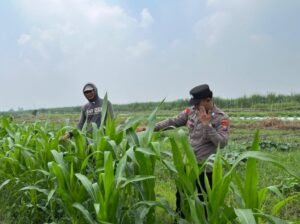 Bhabin Desa Gading Rawat Tanaman Jagung bersama Petani, Dukung Ketahanan Pangan 