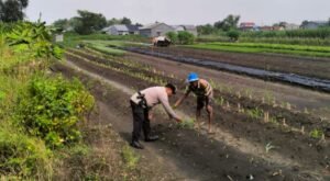 Bhabinkamtibmas Desa Gamping Bersama Warga Rawat Tanaman Kangkung Demi Ketahanan Pangan Nasional
