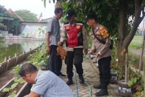 Anggota Polsek Krian Laksanakan Perawatan Tanaman Terong di Desa Ponokawan Dukung Ketahanan Pangan Nasional