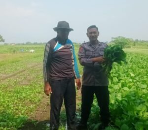 Polsek Krembung Dampingi Ketahanan Pangan Petani Desa Keret Rawat Tanaman Sawi