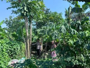 Polsek Krembung Dukung Ketahanan Pangan Lewat Budidaya Tiga Macam Tanaman 