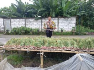 Kanit Binmas Polsek Krembung Support Petani Panen Bawang Merah, Dukung Ketahanan Pangan 