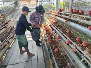 Polsek Porong Dukung Ketahanan Pangan Lewat Persembahan Ayam Petelur