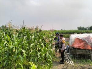 Bhabinkamtibmas dan warga Desa Gamping Lakukan Perawatan Tanaman Jagung untuk Dukung Ketahanan Pangan