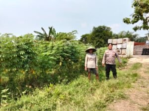 Polsek Prambon Tinjau Lahan Pangan Bergizi dalam Rangka Dukung Program Ketahanan Pangan.